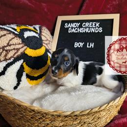 Tigger - Piebald male Dachshund puppy in Rosanky, Texas from Sandy Creek Minatare Dachshunds