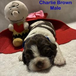 Charlie Brown - Liver white and tan male English Springer Spaniel puppy in Hudson, Michigan from Picky’s Puppies