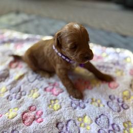 Gemma - Red female Aussiedoodle puppy in Deer Park, Washington from Doodle Paw Ranch