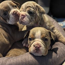 Bulldog Puppies from Wiggle Butts Bulldogs