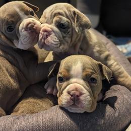 Bulldog Puppies from Wiggle Butts Bulldogs