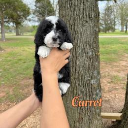 Carrot - Black and white male Bernedoodle puppy in Mount Vernon, Missouri from PoodlelyDoodlely