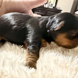 Yorkshire Terrier Puppies from Yorkie Fever