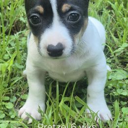 Pretzel - White and black male Teddy Roosevelt Terrier puppy in Murray, Kentucky from Froschwald German Shepherds and Xanadu Teddy Roosevelt Terriers