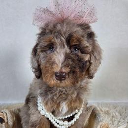 Sundance - Brown merle female Aussiedoodle puppy in Haleyville, Alabama from The Cuddly Dood Ranch