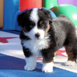 Miniature American Shepherd Puppies from Southern Star Miniature American Shepherds
