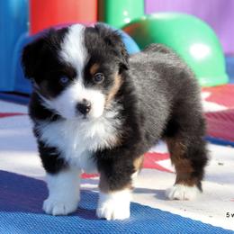Miniature American Shepherd Puppies from Southern Star Miniature American Shepherds