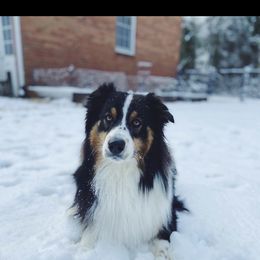 Aussiedoodle, Australian Shepherd, and Toy Australian Shepherd Puppies from Reintree