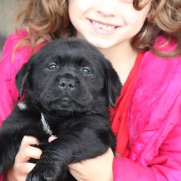 Labrador Retriever Puppies from Britt Labradors