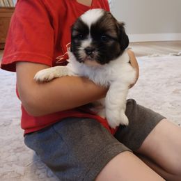 Bella - Brindle and white female Shih Tzu puppy in Lebanon, Pennsylvania from Stoney Acre Farms