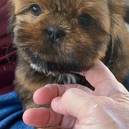 Skylar - Sable female Shih Tzu puppy in Chico, California from North State Shih tzus