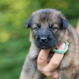 Light Blue Collar - Sable female German Shepherd puppy in Prospect, Connecticut from Di Massimo Canile