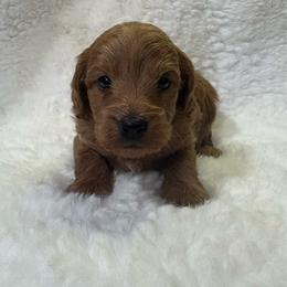 Milo - Apricot male Goldendoodle puppy in Wever, Iowa from JK Royal Lines