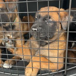 Hakoda - Mahogany male xDutch Shepherd puppy in Chelsea, Alabama from Alliance K9
