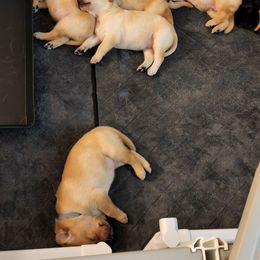 Labrador Retriever Puppies from Melissa's Labradors