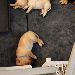 Labrador Retriever Puppies from Melissa's Labradors