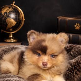 Chocolate Merel - Chocolate merle male Pomeranian puppy in Jacksonville, North Carolina from Pomeranians DelReal