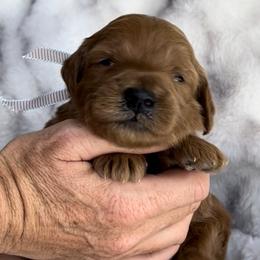 Boy 3 - Goldendoodle puppy in Kaysville, Utah from Princess Leih Puppies!