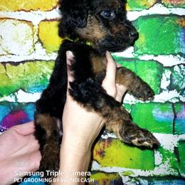 Boy 5 - Phantom Poodle puppy in Kentucky from Penny's Puppy Palace