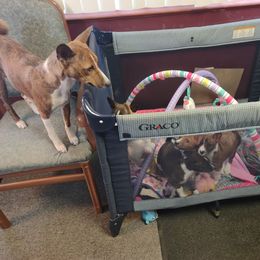 Basenji Puppies from Royal Basenji