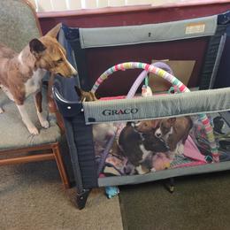 Basenji Puppies from Royal Basenji