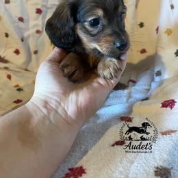 Maui - Cream male Dachshund puppy in East Dover, Vermont from Audet’s Mini Dachshunds