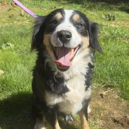 Monica - Miniature American Shepherd
