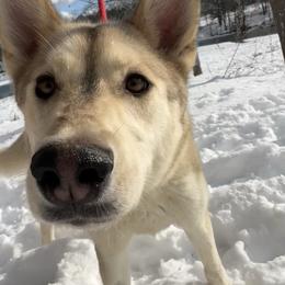 VALENCIA - Brown and white female Siberian Husky puppy in York, Maine from Maine Coast Huskies