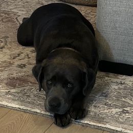 River - Charcoal female Dilute Retriever puppy in Kenton, Ohio from Lynn Valley Labradors