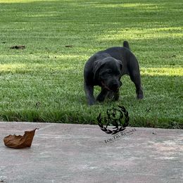 Light blue - Gray brindle male Cane Corso puppy in Laplace, Louisiana from Tou Tru kennel