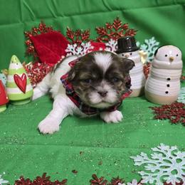 Liver Girl - Liver and white female Shih Tzu puppy in Vinita, Oklahoma from Locust Creek Shih Tzu & Havanese