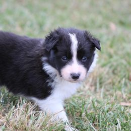 Boy 4 - Black male Border Collie puppy in Tylertown, Mississippi from Cool Meadow Farms