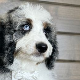 Bernedoodles, Old English Sheepdogs, and Sheepadoodles from Desert Sheepies and Doodles