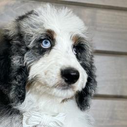Bernedoodles, Old English Sheepdogs, and Sheepadoodles from Desert Sheepies and Doodles
