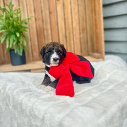 Ember - Sable female Bernedoodle puppy in Buda, Illinois from Hamilton Farm Doodles