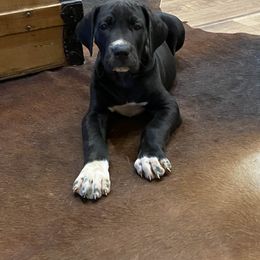 Milo - Black male Great Dane puppy in Missouri from Daniels Danes