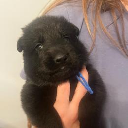 Nitro - Black male German Shepherd puppy in Boerne, Texas from Sudenblick German Shepherds
