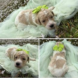 Honey - Parti female Poodle puppy in Conway, Arkansas from Arkansas River Poodles