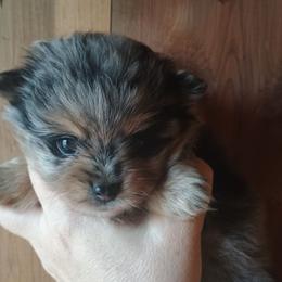 Blue girl - Blue merle female Pomeranian puppy in Parthenon, Arkansas from Michelle's Poms