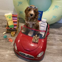 Australian Labradoodle Puppies from Little Kingdom Doodles