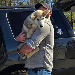 Holly - Sable and white female Alaskan Malamute puppy in Brookwood, Alabama from Sunset Malamutes