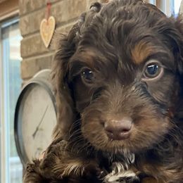 Boy 4 Teal Collar - Aussiedoodle puppy in Cross Plains, Tennessee from Cross-Tied Farm Aussiedoodles