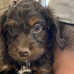 Boy 4 Teal Collar - Aussiedoodle puppy in Cross Plains, Tennessee from Cross-Tied Farm Aussiedoodles