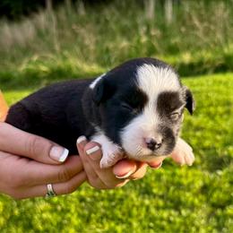 Winston - Black & white male Miniature Australian Shepherd puppy in Mount Carmel, Tennessee from Hill Top Mini Aussies