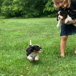 Cavalier King Charles Spaniel Puppies from One Big Cavy Family