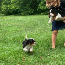 Cavalier King Charles Spaniel Puppies from One Big Cavy Family