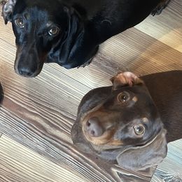 Dachshund Puppies from Little Legs Miniature Dachshunds