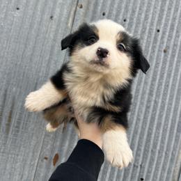 BTF 1 - Black tri-color female Australian Shepherd puppy in Cushing, Oklahoma from Midwest Aussies