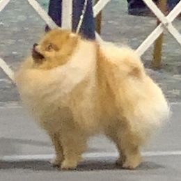Beagle and Pomeranian All Grown Up from Celtic Rose Kennels