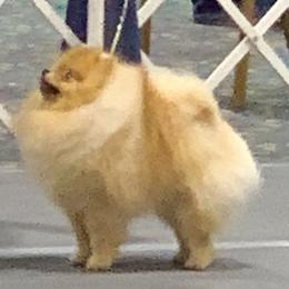 Beagle and Pomeranian All Grown Up from Celtic Rose Kennels